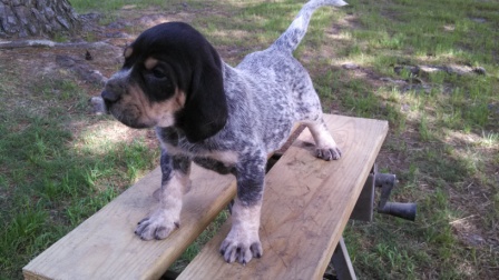 blue tick hound puppy blue tick hound puppy